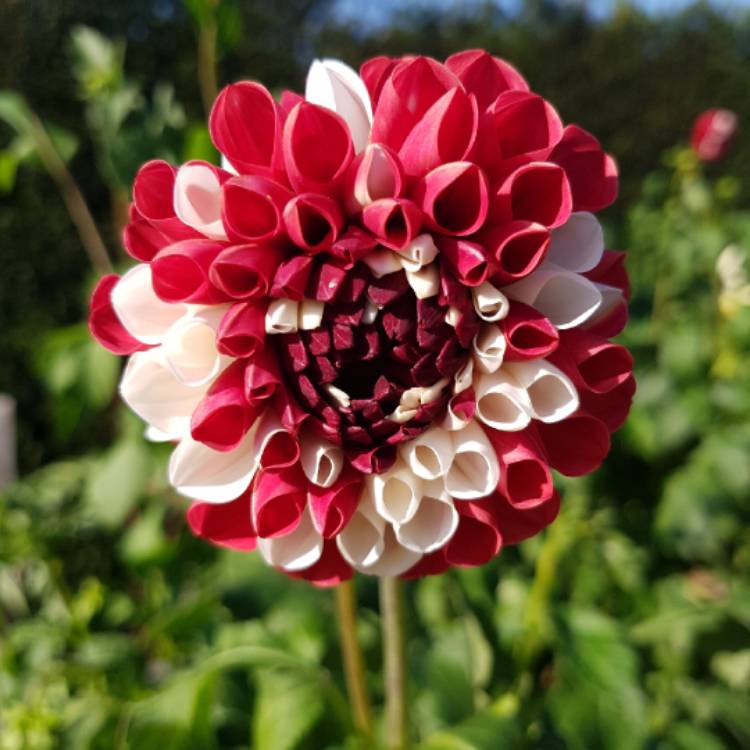 Plant image Dahlia 'Checkers'