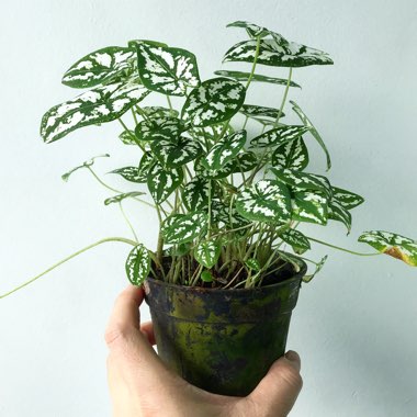 Caladium humboldtii 'Mini White'