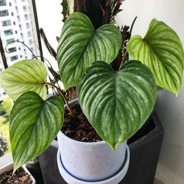 Philodendron mamei