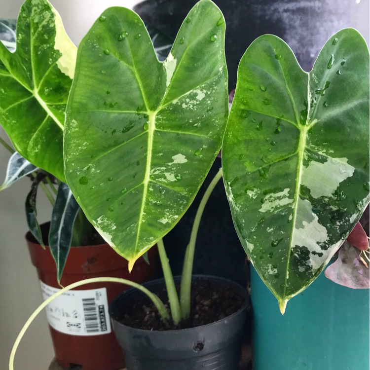 Plant image Alocasia Micholitziana variegated