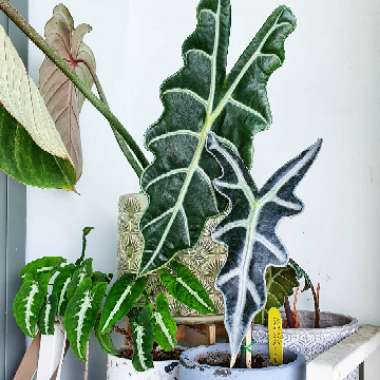 Alocasia Sanderiana 'Nobilis'