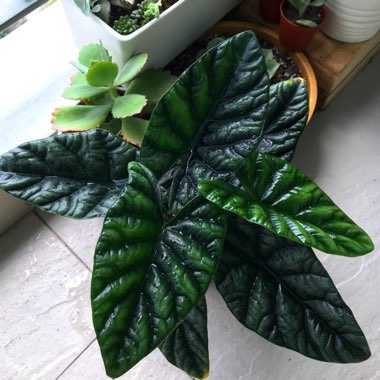 Alocasia Sinuata