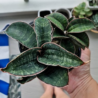 Sansevieria kirkii 'Silver Blue'