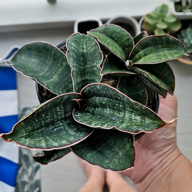 Plant image Sansevieria kirkii 'Silver Blue'