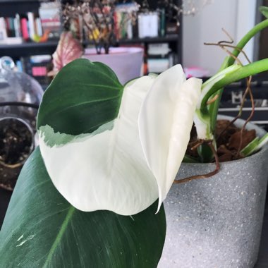 Philodendron 'White Knight'