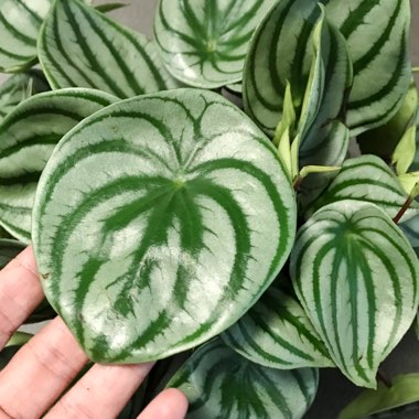 Peperomia argyreia