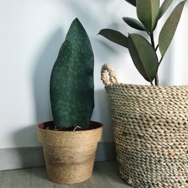 Sansevieria masoniana