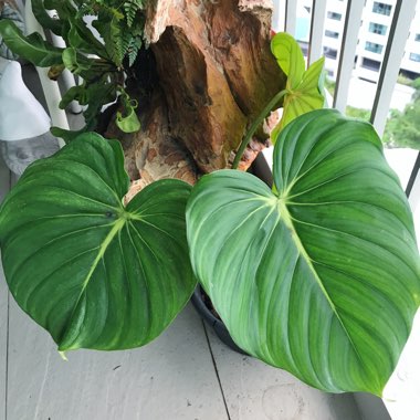 Philodendron pastazanum