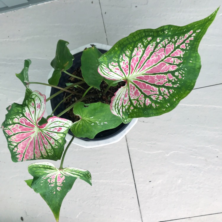 Plant image Caladium 'Thai Beauty'