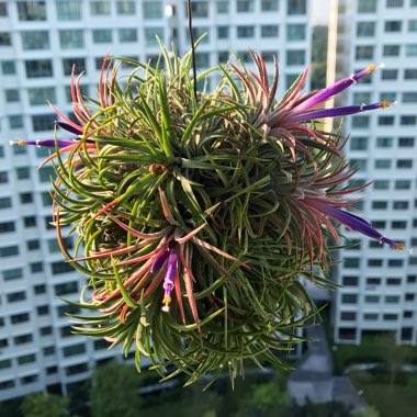 Tillandsia ionantha 'Fuego'