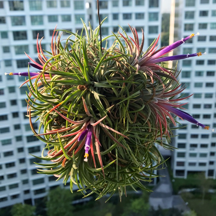 Plant image Tillandsia ionantha 'Fuego'