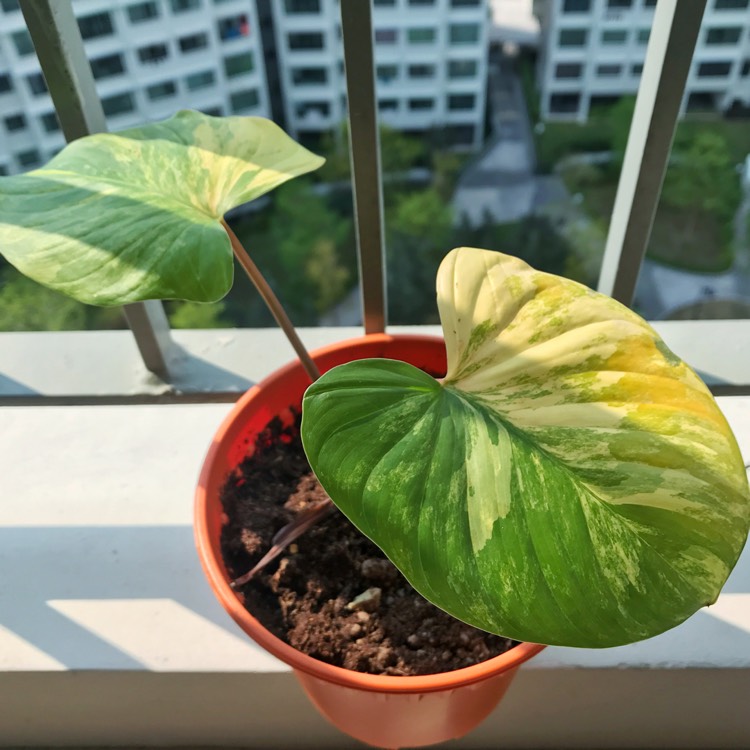 Plant image Homalomena Rubescens Variegated