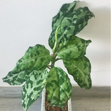 Aglaonema Pictum 'Tricolor'