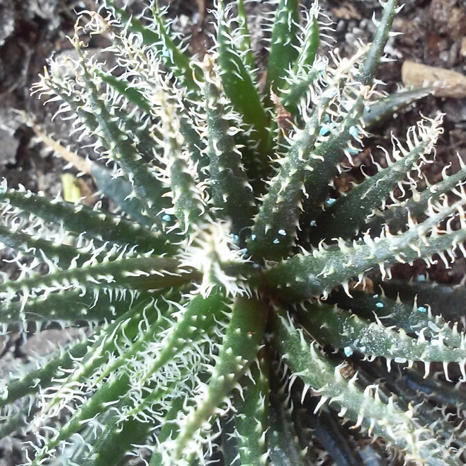 Plant image Aloe haworthioides