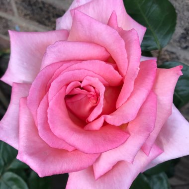 Rose 'Compassion' (Climbing Hybrid Tea)