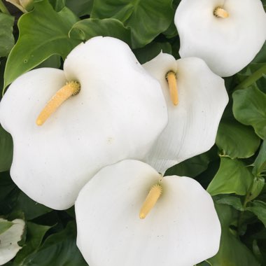 Arum Lily 'Crowborough'