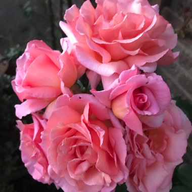 Rose 'Compassion' (Climbing Hybrid Tea)