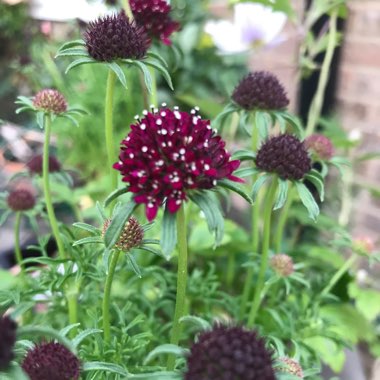 Pincushion Flower 'Barocca'