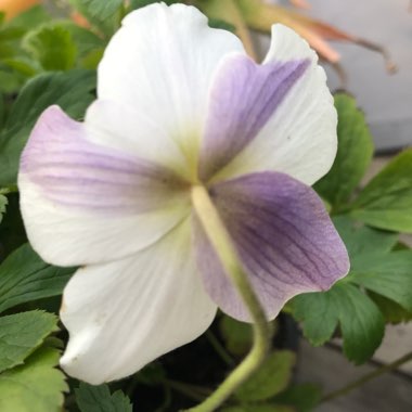 Japanese Anemone 'Wild Swan'