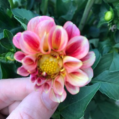 Dahlia 'Dalaya Shari'