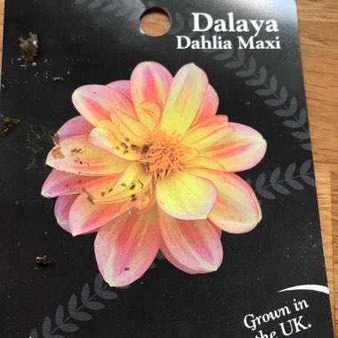 Dahlia 'Dalaya Shari'