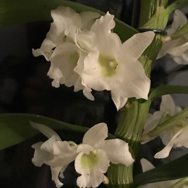 Dendrobium 'Spring Dream Apollon'