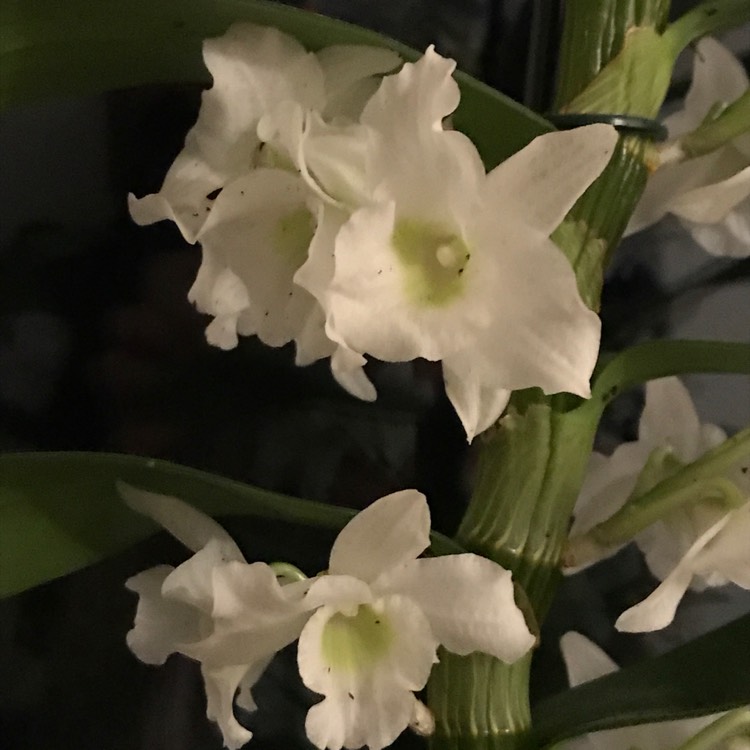 Plant image Dendrobium 'Spring Dream  Apollon'