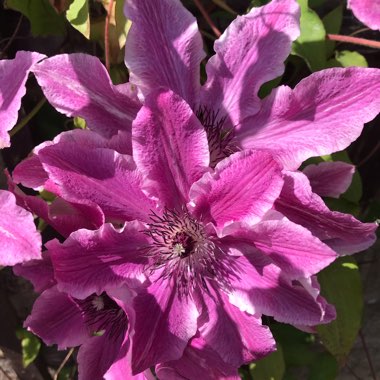 Clematis 'Carnaby'