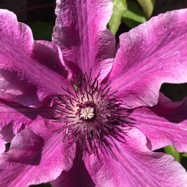 Clematis 'Carnaby'