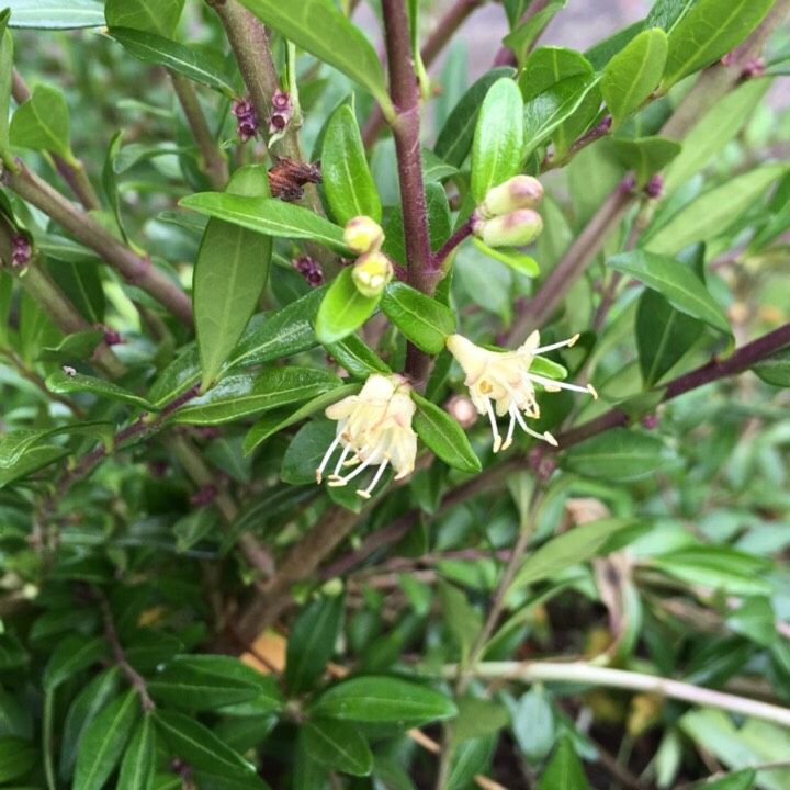 Plant image Lonicera ligustrina 'Elegant' syn. Lonicera nitida 'Elegant'