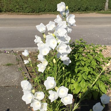 Campanula cochleariifolia 'Swinging Bells White'