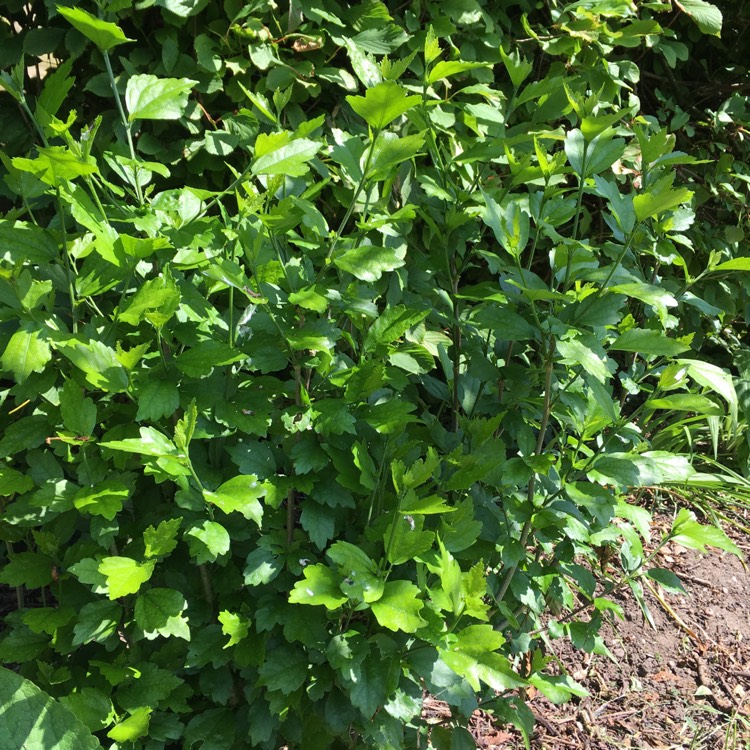 Plant image Hibiscus Syriacus 'Diana'