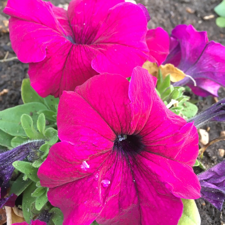 Plant image Petunia 'Burgundy'