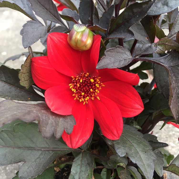 Plant image Dahlia 'Hdry18' (Happy Days Series) syn. Dahlia 'Happy Days Red'