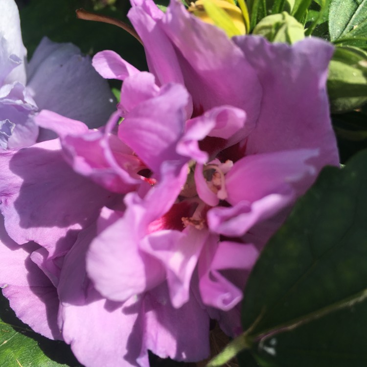 Plant image Hibiscus Syriacus 'Purple Ruffles'