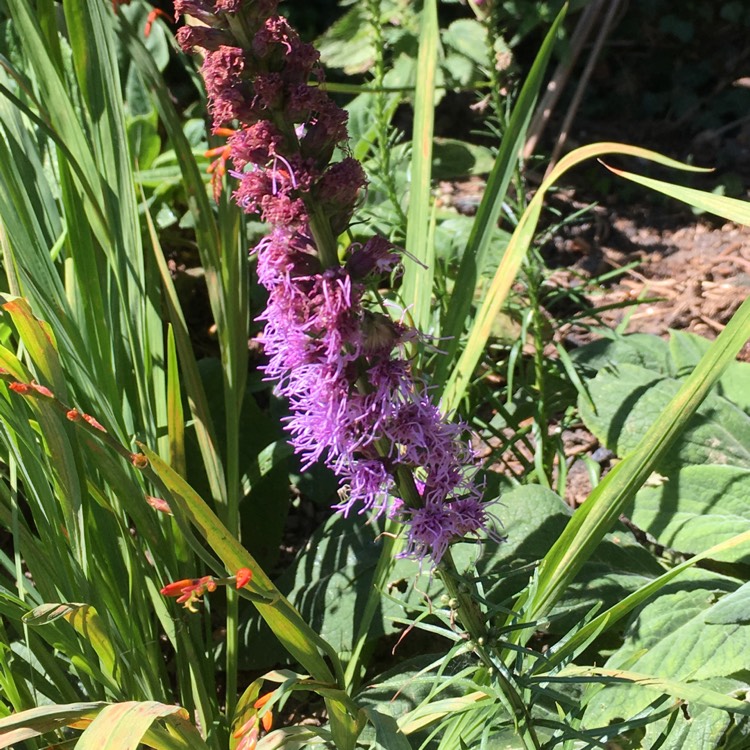 Plant image Liatris spicata 'Kobold'