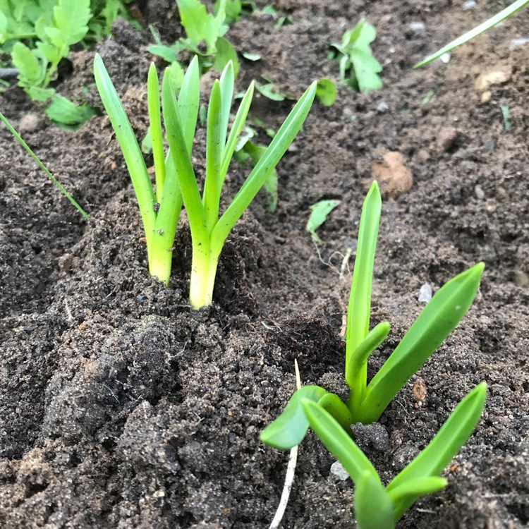 Plant image Muscari armeniacum 'Siberian Tiger'