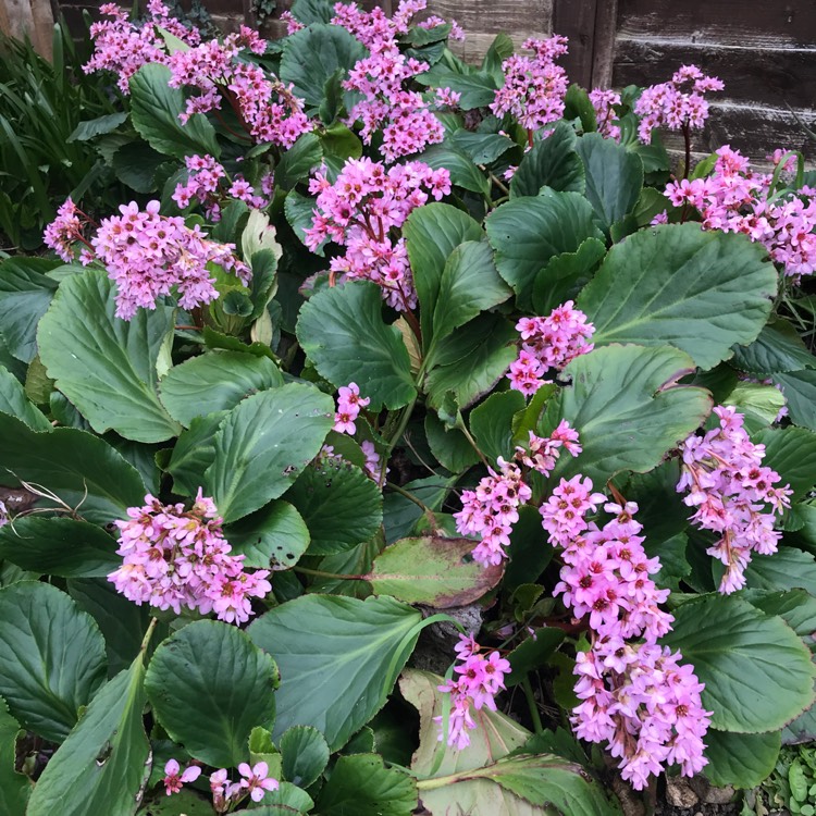 Plant image Bergenia 'Biedermeier'