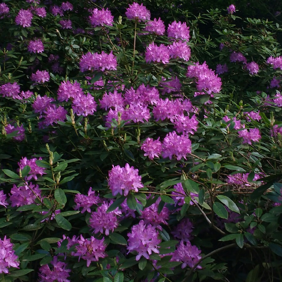 Rhododendron  (Rhododendron Varieties)