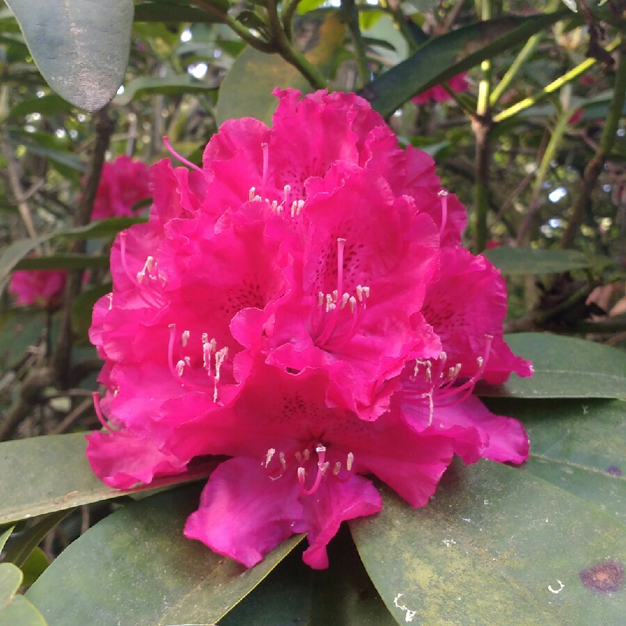 Rhododendron  (Rhododendron Varieties)