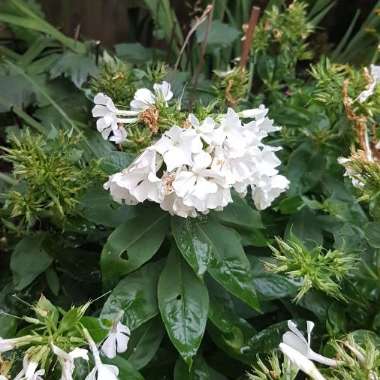 Phlox paniculata