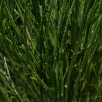 Plant image Cytisus x praecox 'Warminster'