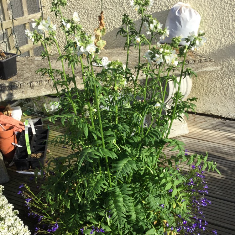 Plant image Polemonium Carneum