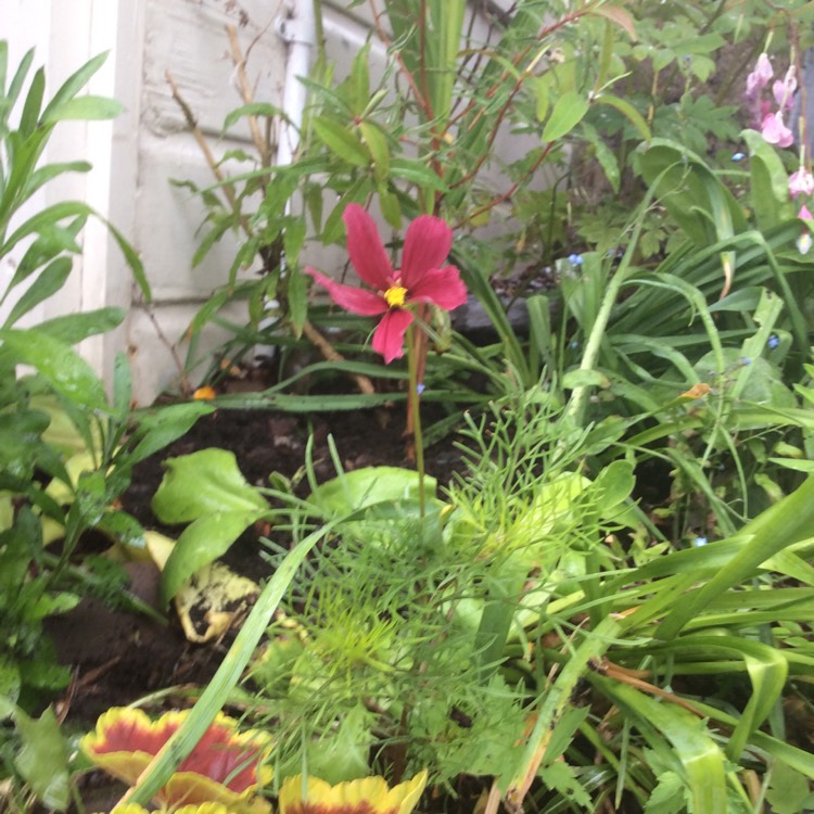 Plant image Cosmos bipinnatus 'Dazzler'