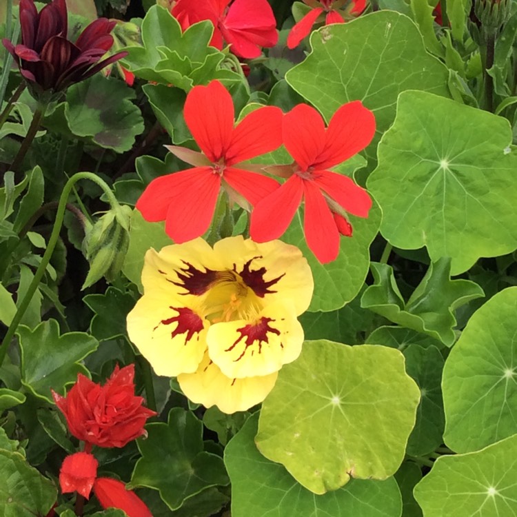 Plant image Tropaeolum Majus 'Chameleon'