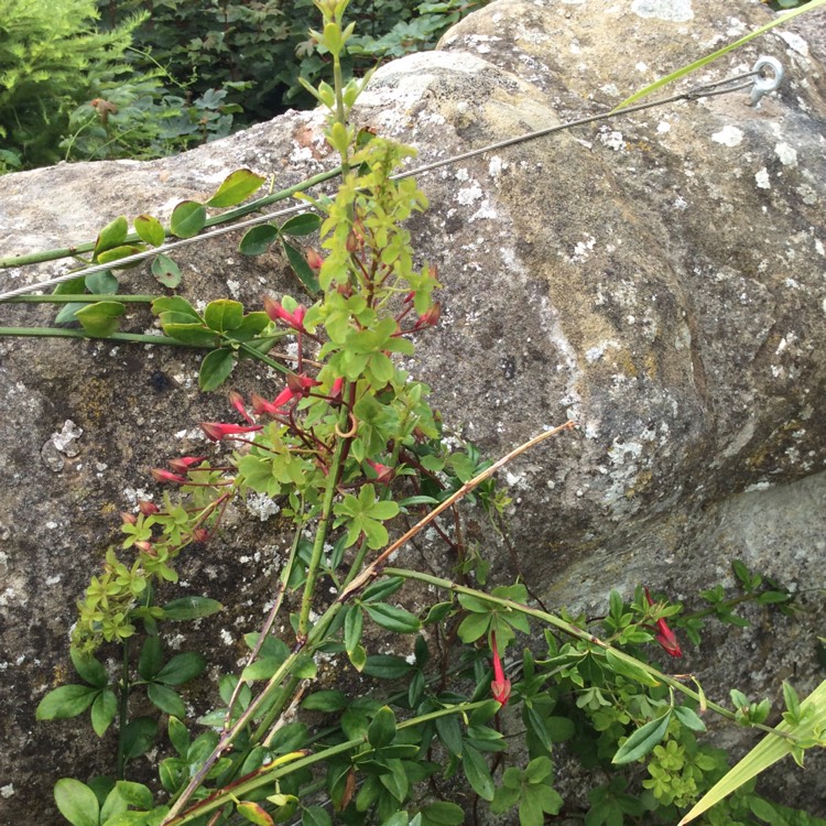 Plant image Tropaeolum speciosum