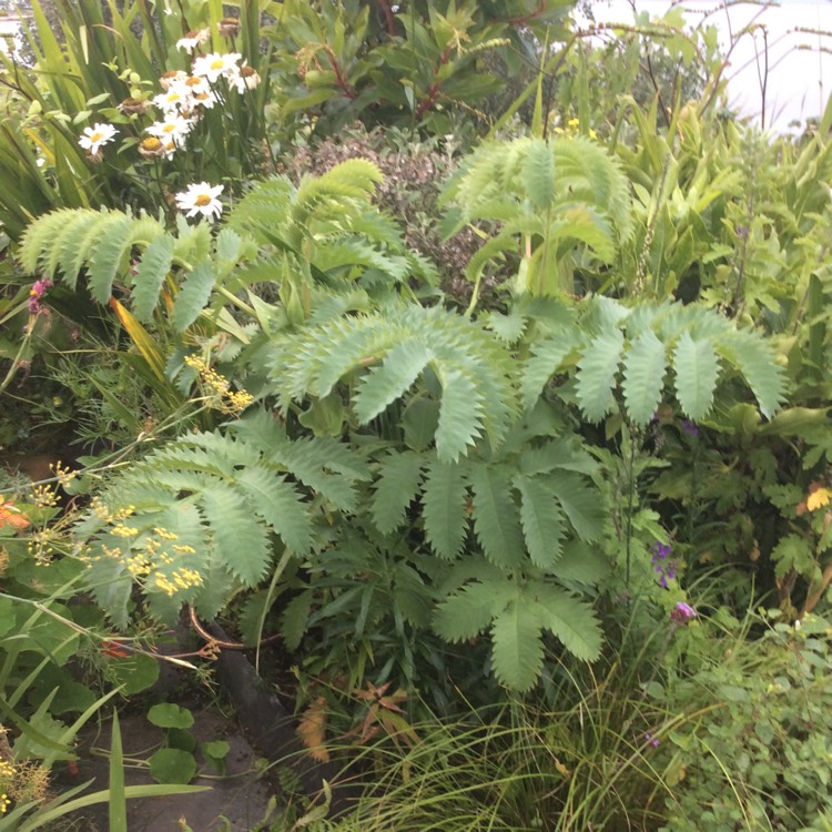 Plant image Melianthus major