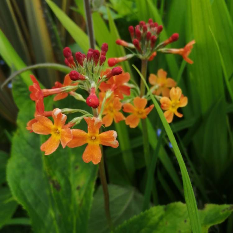 Plant image Primula 'Bulleyana'