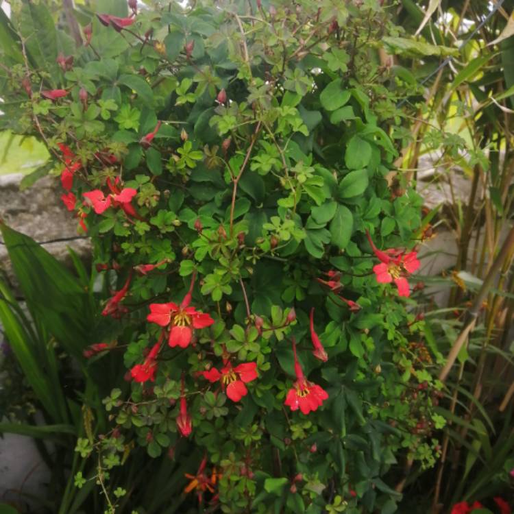 Plant image Tropaeolum speciosum