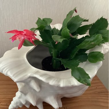 Schlumbergera